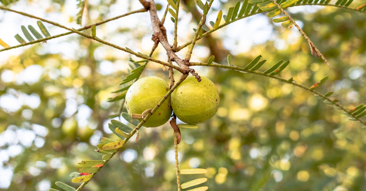 Benefits Of Amla Fruit