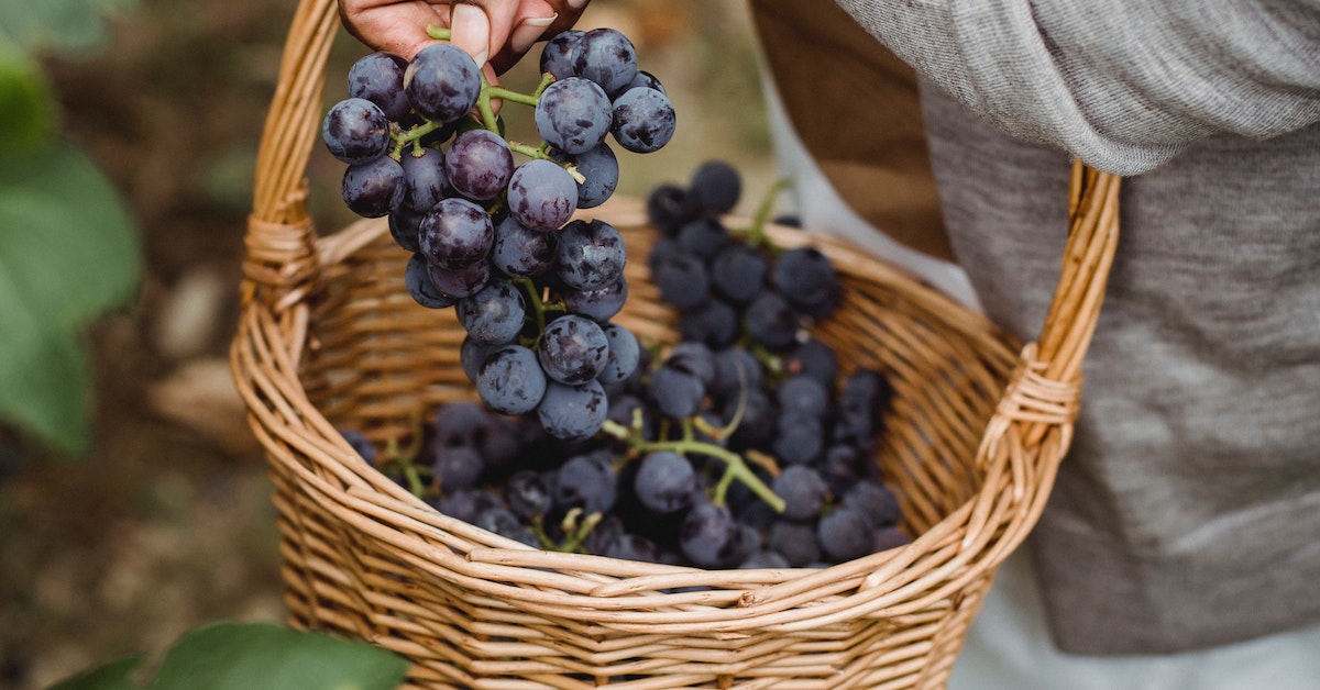 Benefits Of Rubber Vine Fruit