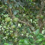 Health Benefits Of Bush Mango Fruit