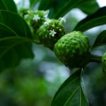 What Are The Benefits Of Noni Fruit