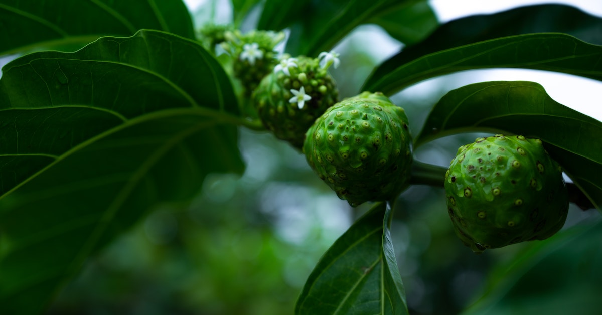 What Are The Benefits Of Noni Fruit