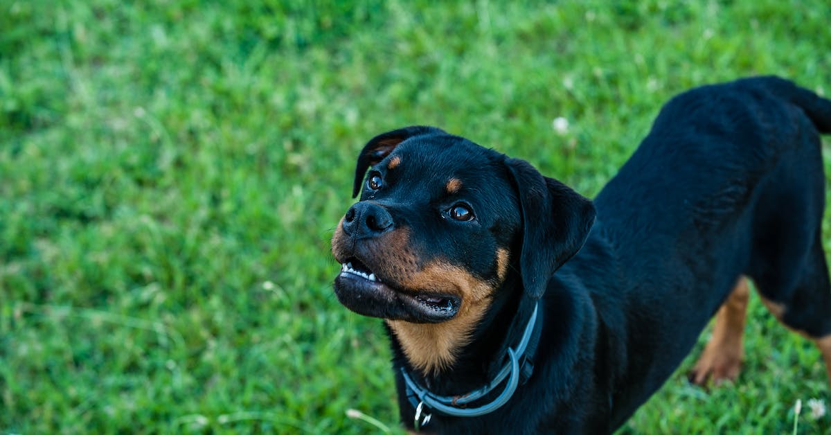 Rottweiler makes hilarious sounds after getting kissed 2