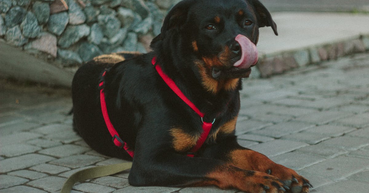 Rottweiler makes hilarious sounds after getting kissed