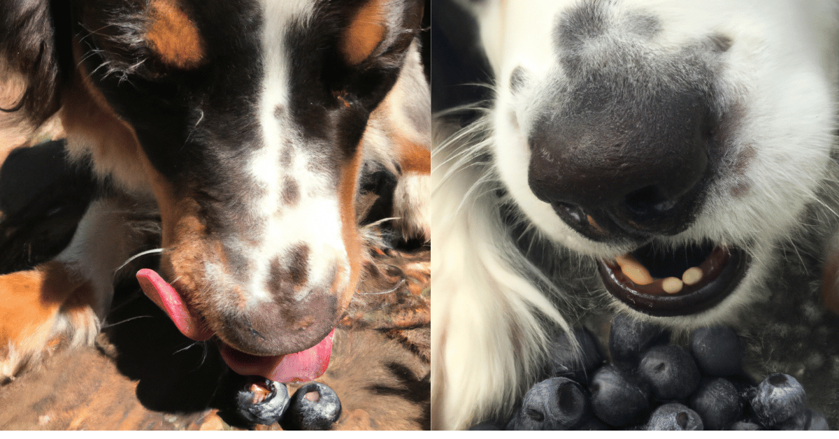 Blueberry Bliss for Dogs Unveiling the Incredible Health Benefits